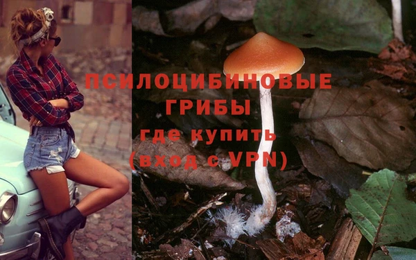 шишки Беломорск